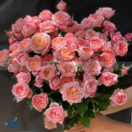 Chrsy Pip Prety - Thọ Chùm Hồn