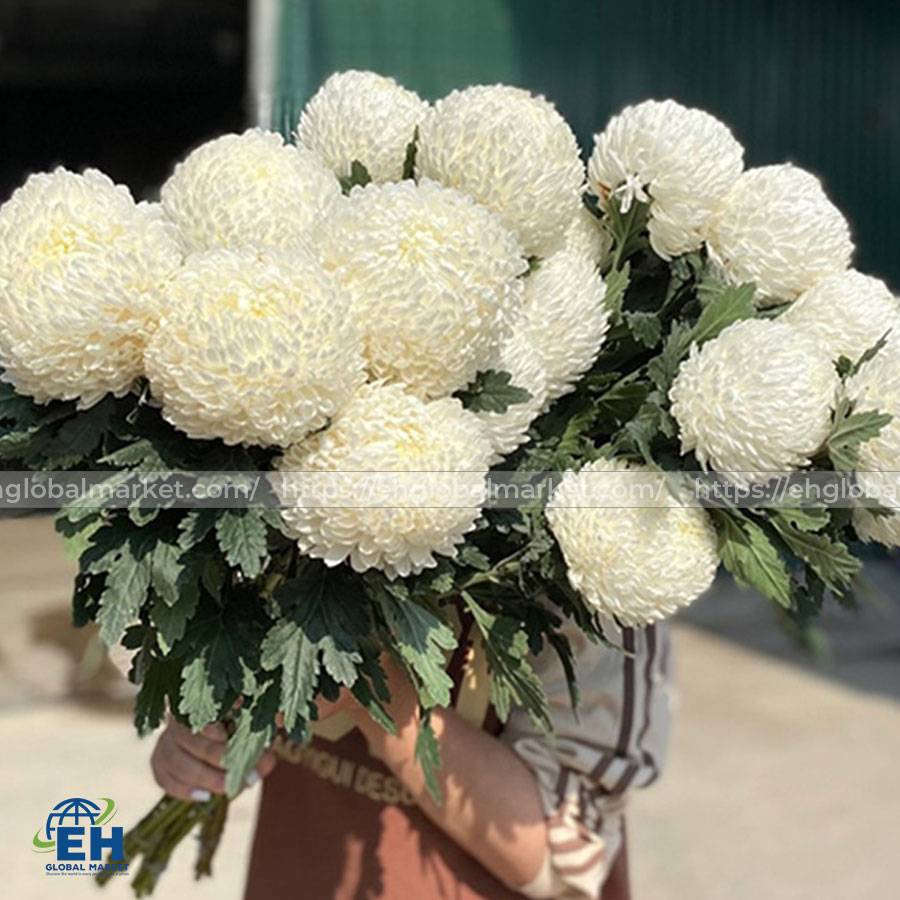 Cúc Lưới Trắng Chrys Anatasia White
