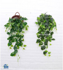 DECORATIVE VINE