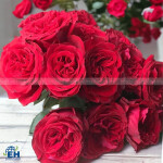 Hoa hồng Red elegance hoa tươi