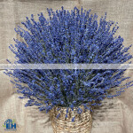 HOA LAVENDER KHÔ