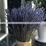 HOA LAVENDER KHÔ