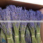 HOA LAVENDER KHÔ