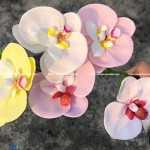 Hoa sáp lan hồ điệp