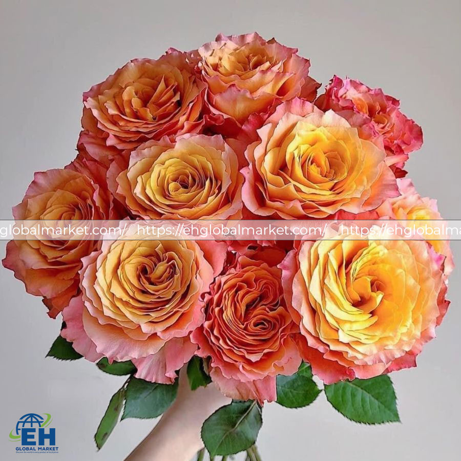 HỒNG CAM LƯỚI