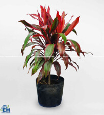 The Bloodleaf Plant