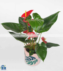 Large Pink Caladium