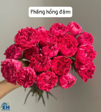 Deep Pink Phang