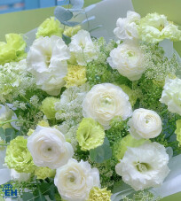 Green Phang Introduction