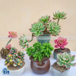 Sen Đá Mini – Loài Cây Nhỏ Xinh, Dễ Chăm Sóc
