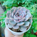 Sen Đá Mini – Loài Cây Nhỏ Xinh, Dễ Chăm Sóc