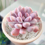 Sen Đá Mini – Loài Cây Nhỏ Xinh, Dễ Chăm Sóc