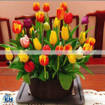 TULIP NỞ 3B