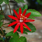 Cây Sao Đỏ