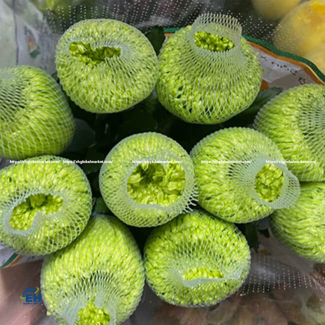 Cúc lưới vàng phớt xanh