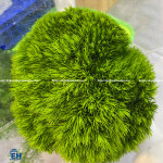 HOA CẦU LÔNG XANH