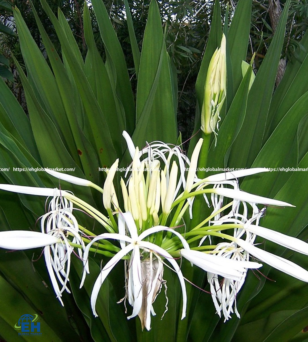 HOA ĐẠI TƯỚNG KHÔ