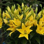 Hoa Ly Vàng (Lily Ori Bellville) cao cấp