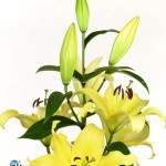 Hoa Ly Vàng (Lily Ori Bellville) cao cấp