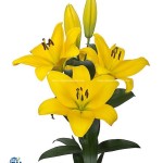 Hoa Ly Vàng (Lily Ori Bellville) cao cấp