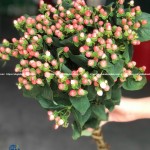 Hoa Mắt Ngọc