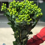 Hoa Mắt Ngọc