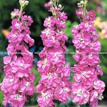 Hoa Matthiola hồng