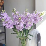 Hoa Phi Yến: Biểu Tượng Của Tình Yêu Và Sắc Đẹp