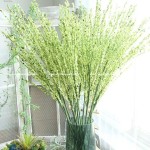 Hoa Salic (Hoa Vải)