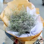 Hoa Sao Tím: Vẻ Đẹp Tự Nhiên Đầy Cuốn Hút