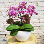 Lan Hồ Điệp Mini