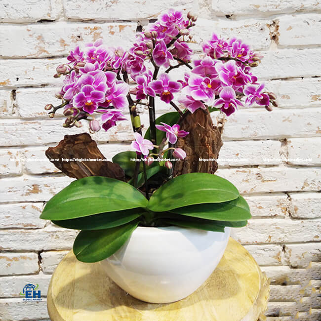 Lan Hồ Điệp Mini